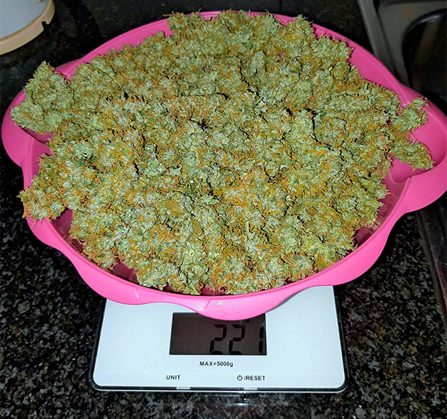 Вес урожая 221 грамм