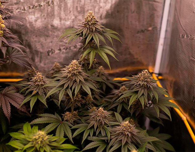 13 неделя выращивания марихуаны