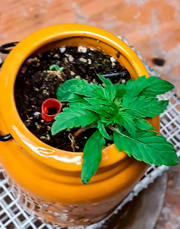 Росток Sour Diesel Auto от Herbies Seeds на 2 неделе