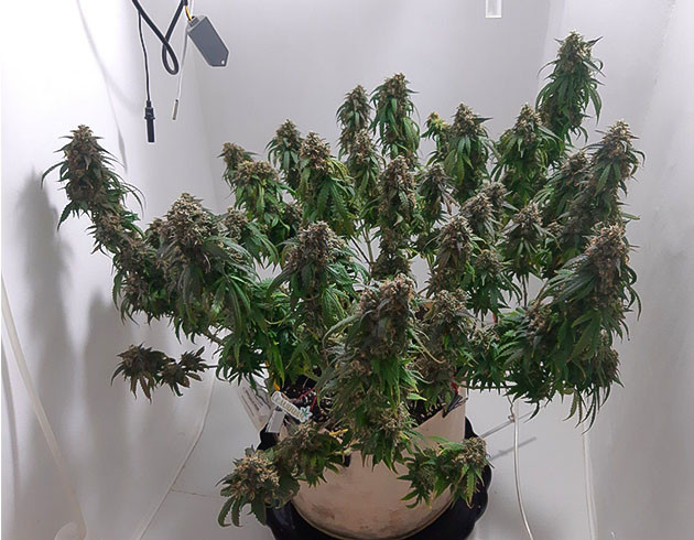 Полив Critical Orange Punch Auto