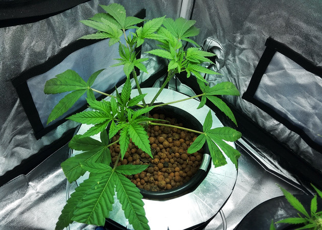 4 неделя выращивания