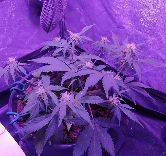 Первая неделя цветения каннабиса Формирование соцветий с белыми волосками