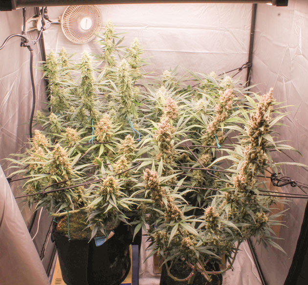 Финальные этапы роста Tropicana Cookies Auto