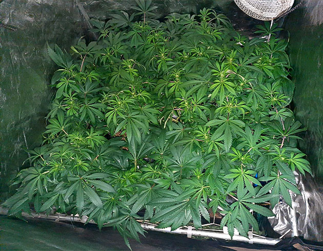 Стимуляция цветения сорта Jack 47 Перевод на цветение растения Jack 47