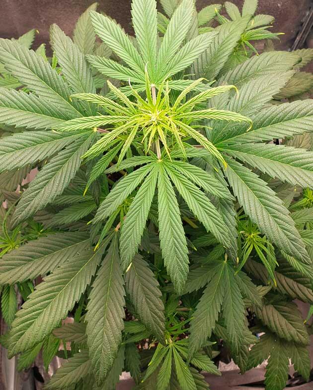 Куст Hellfire OG Auto на 1 неделе цветения