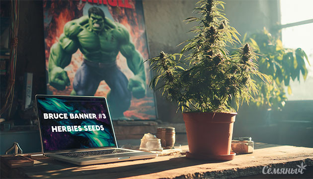 Гроурепорт сорта Bruce Banner #3 от Herbies Seeds