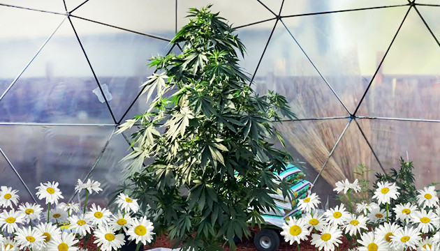 Конопля среди ромашек