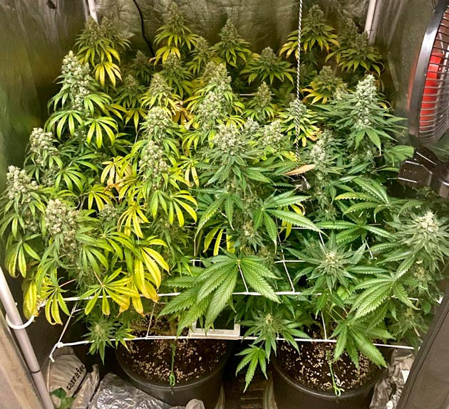 Конопля под сеткой ScrOG