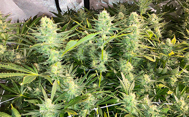 Созревшие кусты конопли на 13 неделе