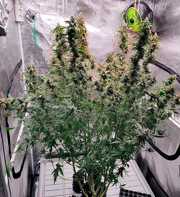 Как Amnesia Zkittlez Auto превзошла ожидания