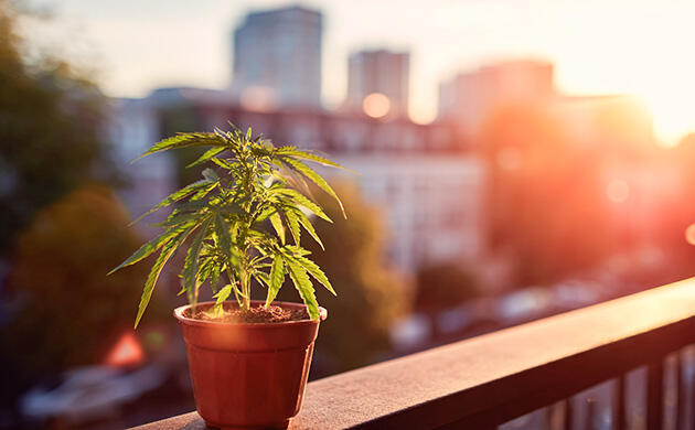 Использование гроубокса для выращивания марихуаны в квартире Выращивание каннабиса на балконе: удобство и ограничения