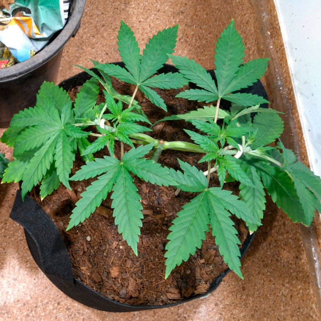 Фиксация боковых ветвей