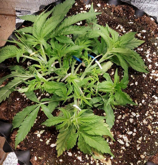 21 день выращивания Super Lemon Haze