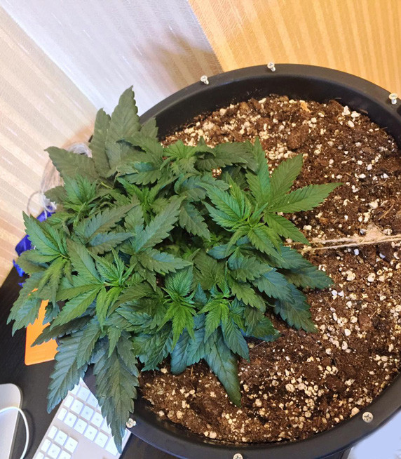 5 неделя выращивания Jack Herer