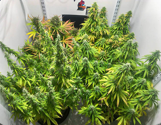 Куст CMXL с красноватыми листьями в левом верхнем углу