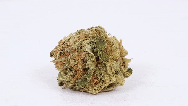 Chemdawg (Humboldt Seeds)