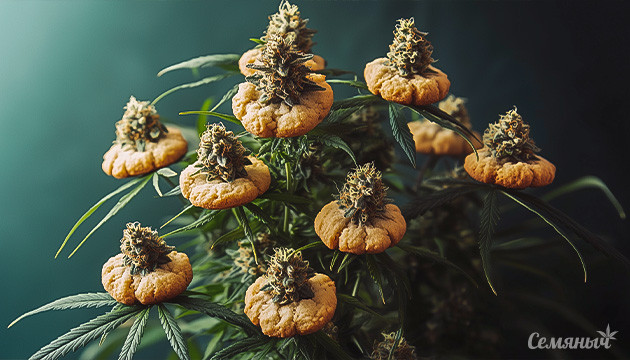 Girl Scout Cookies: легенда