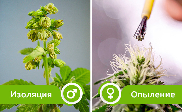 Процесс селекции нового гибрида Изоляция женских растений и ручное опыление