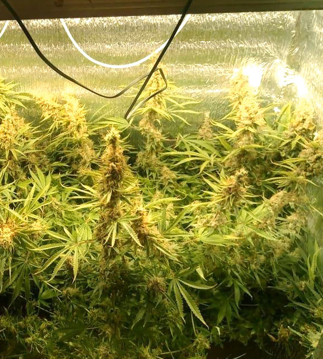 Созревший Super Lemon Haze