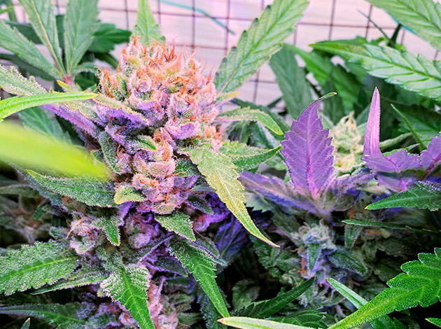 Соцветия Runtz XL Auto на 11 неделе выращивания