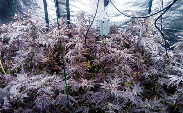 Цветущие фиолетовые кусты