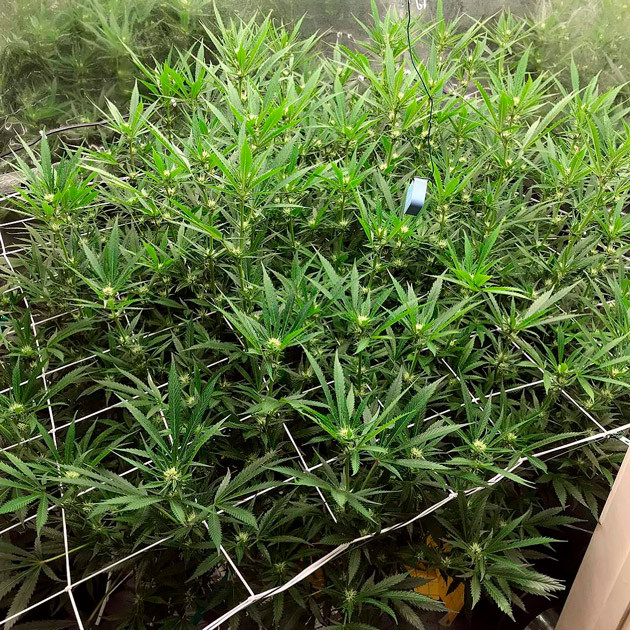 Цветущий куст ростом 150 см