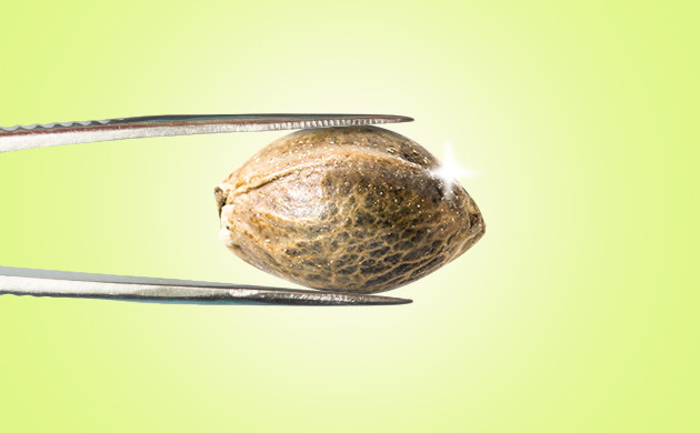 Конопляное семя