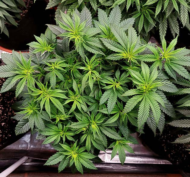 Подкормка куста конопли Power Plant X