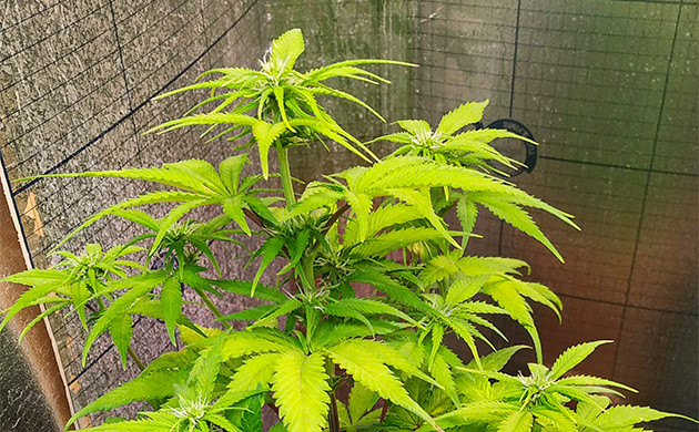 Появление бутонов на кусте