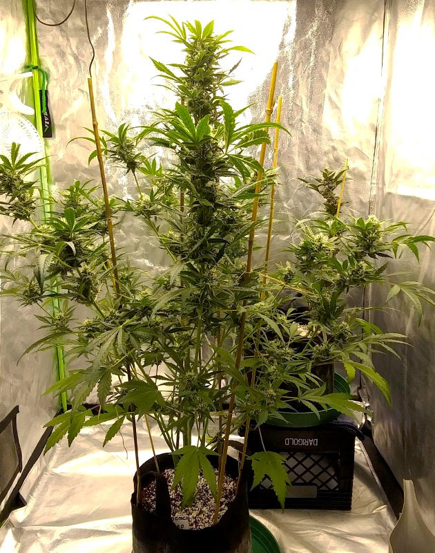 CBD Green Crack Auto под новым освещением