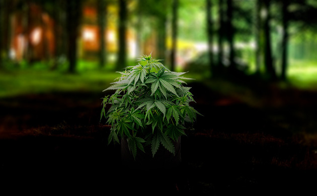 Влияние темных часов на цветение конопли