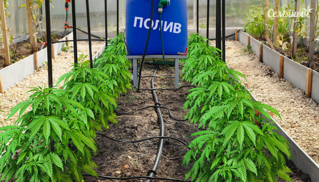 Как автоматизировать полив конопли