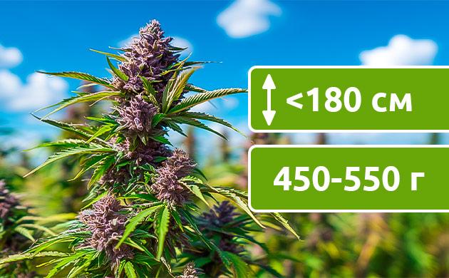 Выращивание в открытом грунте