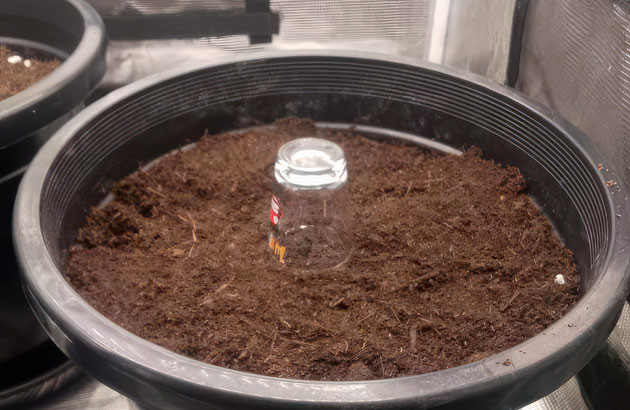 Проращивание марихуаны