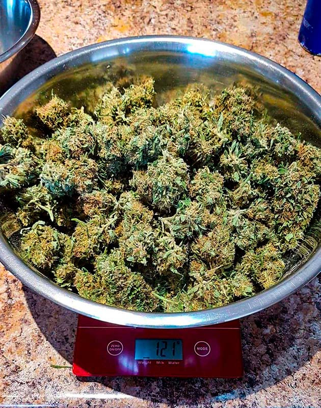 Итог выращивания Pineapple Chunk