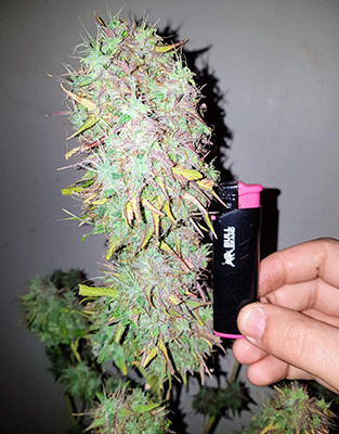 Срезанная шишка марихуаны Crime Caramel Auto