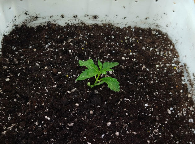 Пересадка конопли Двухнедельный саженец конопли с развитой корневой системой