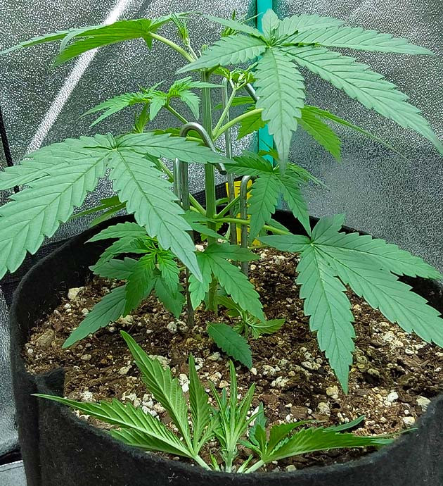 Стимуляция роста куста Mimosa Cake Auto