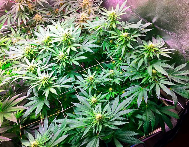 Появление бутонов на 7 неделе