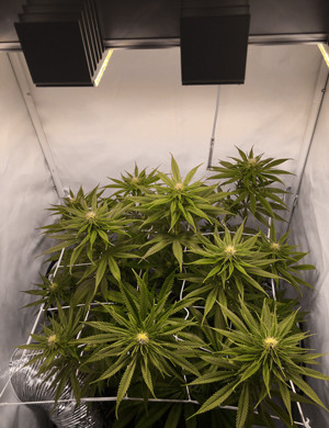 ScrOG сетка