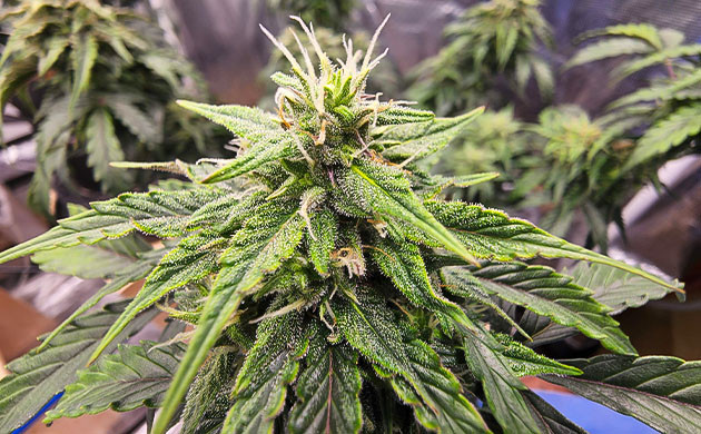 Изменение режима автоматического полива Кусты на 8 неделе выращивания