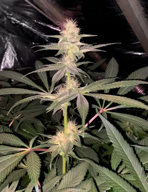 Кола вытянутая близко к лампе