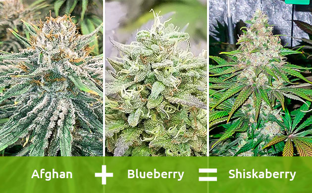 Основы разведения конопли