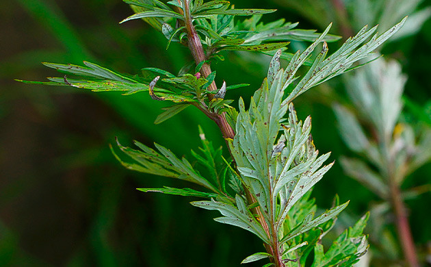 Полынь обыкновенная