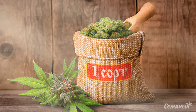 Выбор первого сорта конопли