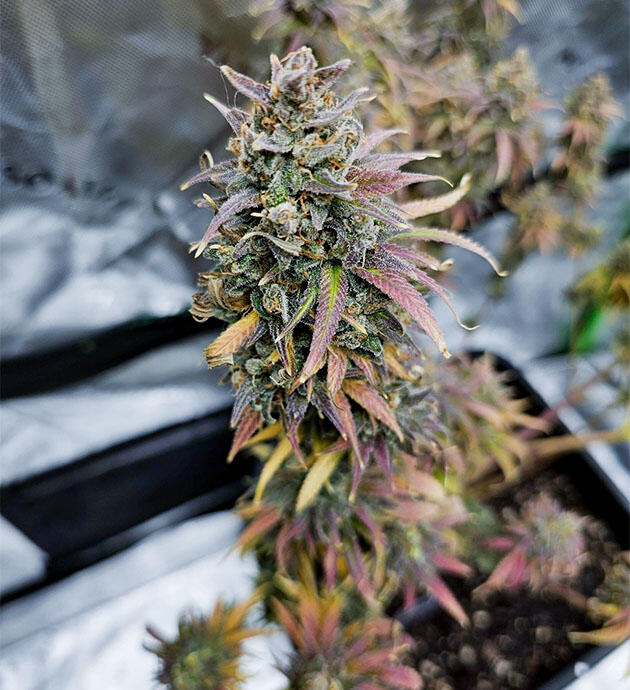 Куст Apple Betty на последней неделе