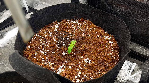 Формирование первой пары листочков Восьмисантиметровый росток конопли