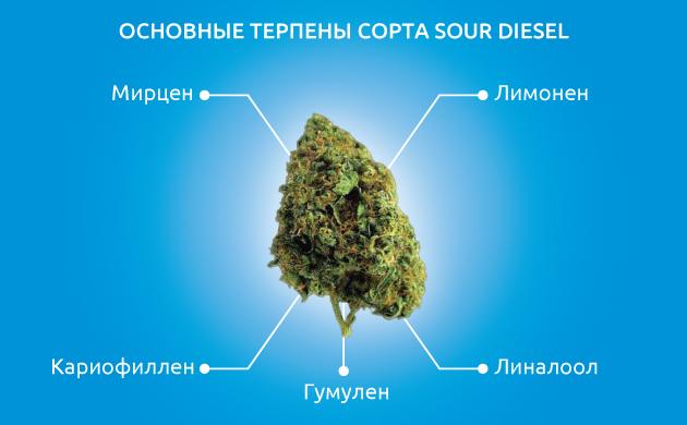 Терпеновый профиль сорта марихуаны Sour Diesel Вкусоароматические свойства и терпеновый профиль сорта
