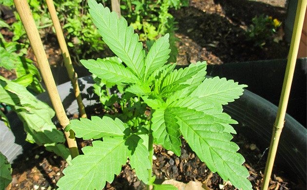 Росток конопли под солнечными лучами