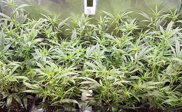 40 см на пятой неделе